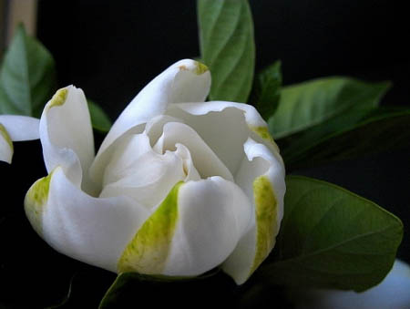 安徽得潤電氣 高低壓開關柜 軟起柜 咨詢熱線4000551777 安徽得潤電氣 高低壓開關柜 軟起柜 咨詢熱線4000551777